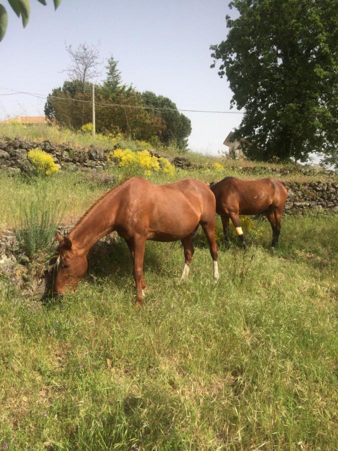 Apartamento Horse House Ragalna Exterior foto